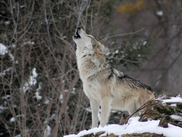 Klaus Stöttner begrüßt bayerische  Wolfsverordnung